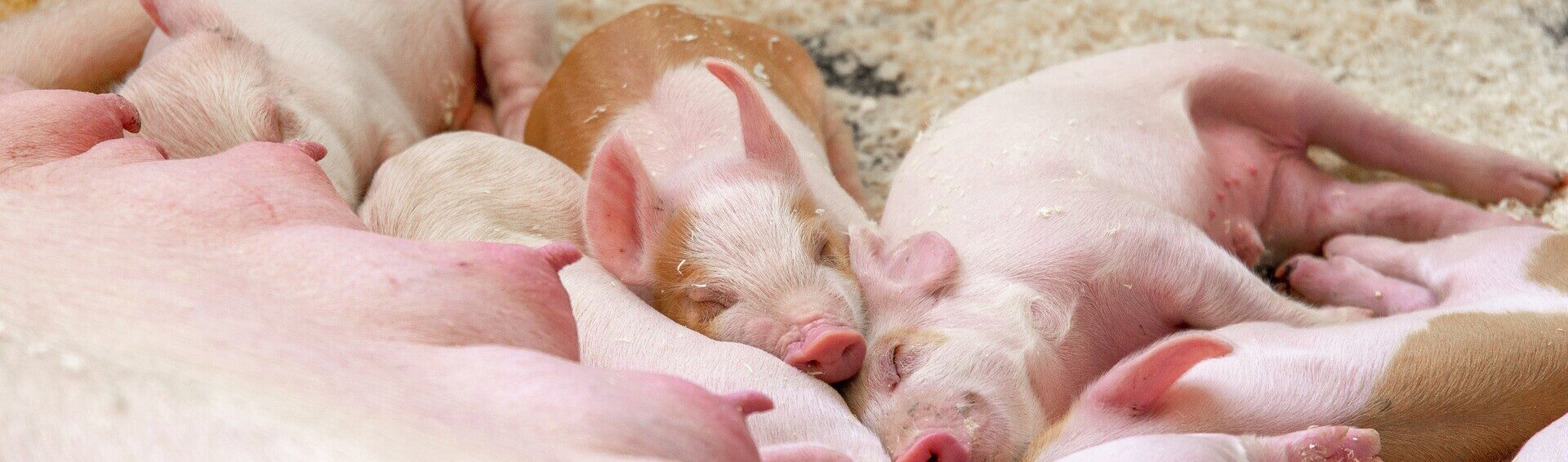 Piglet_NV_00777_1920